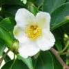 Stewartia Monadelpha -Promesse de fleurs Boutique Stewartia monodelpha 84333 1