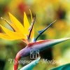 Graines D’Oiseau De Paradis Jaune - Strelitzia Reginae Mandela’s Gold -Promesse de fleurs Boutique Strelitzia Mandelas Gold 1375 1