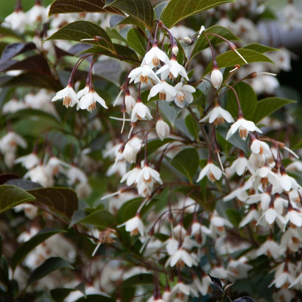 Styrax Japonica Evening Light - Styrax Japonais 3 Styrax Japonica Evening Light - Styrax Japonais