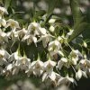Styrax Japonica Fargesii - Styrax Japonais 2 Styrax Japonica Fargesii - Styrax Japonais -Promesse de fleurs Boutique Styrax japonica Fargesii copyright 16700 1