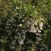 Styrax Japonica Fragrant Fountain -Promesse de fleurs Boutique Styrax japonica Fragrant Fountain IF 1008662 1