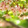 Styrax Japonica Pink Chimes - Styrax Du Japon -Promesse de fleurs Boutique Styrax japonica Pink Chimes copyright 1008671 1