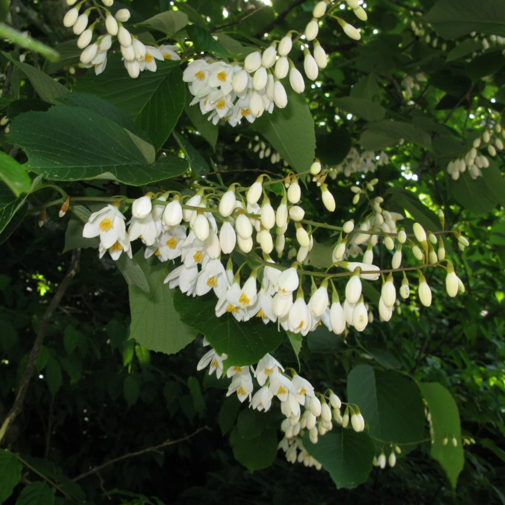 Styrax Obassia - Styrax à Grandes Feuilles 3 Styrax Obassia - Styrax à Grandes Feuilles