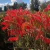 Sumac De Virginie - Rhus Typhina