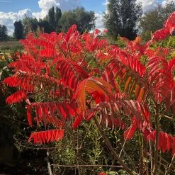 Sumac De Virginie - Rhus Typhina