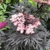 Sureau Noir - Sambucus Nigra Straight Laced -Promesse de fleurs Boutique Sureau noir Sambucus nigra Straight Laced IF 17945 1