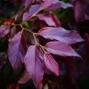 Sycoparrotia Semidecidua Purple Haze -Promesse de fleurs Boutique Sycoparrotia semidecidua Purple Haze V 16341 1
