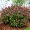Lilas Bloomerang Dark Purple - Syringa Nain Hybride Remontant -Promesse de fleurs Boutique Syringa Bloomerang Dark Purple 82735 1
