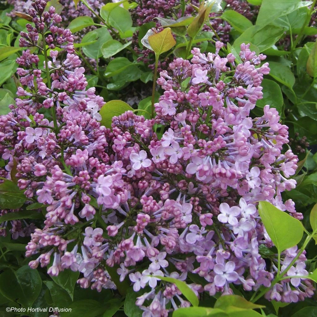 Lilas à Fleurs De Jacinthe - Syringa Hyacinthiflora Maiden's Blush 3 Lilas à Fleurs De Jacinthe - Syringa Hyacinthiflora Maiden's Blush