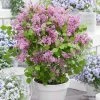 Lilas Nain - Syringa Meyeri Flowerfesta Pink -Promesse de fleurs Boutique Syringa meyeri Flowerfesta Pink 100871 1