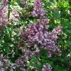 Lilas - Syringa Meyeri Palibin 2 Lilas - Syringa Meyeri Palibin -Promesse de fleurs Boutique Syringa meyeri Palibin 84343 1