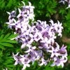 Lilas De Perse - Syringa Persica Laciniata -Promesse de fleurs Boutique Syringa persica Laciniata 84344 1