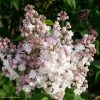 Lilas - Syringa Vulgaris Belle De Moscou -Promesse de fleurs Boutique Syringa vulgaris Belle de Moscou 82803 1