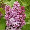 Lilas - Syringa Vulgaris Belle De Nancy -Promesse de fleurs Boutique Syringa vulgaris Belle de Nancy 84345 1