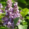 Lilas - Syringa Vulgaris Michel Buchner -Promesse de fleurs Boutique Syringa vulgaris Michel Buchner 88625 1
