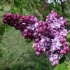 Lilas Commun - Syringa Vulgaris Paul Thirion 2 Lilas Commun - Syringa Vulgaris Paul Thirion -Promesse de fleurs Boutique Syringa vulgaris Paul Thirion copyright 1002221 1