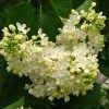 Lilas - Syringa Vulgaris Primrose 2 Lilas - Syringa Vulgaris Primrose -Promesse de fleurs Boutique Syringa vulgaris Primrose 82805 1