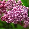 Lilas Sensation - Syringa Vulgaris -Promesse de fleurs Boutique Syringa vulgaris Sensation 7586 1