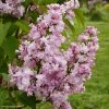 Lilas - Syringa Vulgaris Zhemchuzhina -Promesse de fleurs Boutique Syringa vulgaris Zhemchuzhina 82806 1