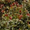 Syzygium Australe Big Red 1 Syzygium Australe Big Red -Promesse de fleurs Boutique Syzygium australe Big Red 85049 1