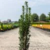 If Commun - Taxus Baccata Fastigiata Black Tower -Promesse de fleurs Boutique Taxus baccata Black Tower IF 1008762 1