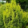 Taxus Baccata David - If Colonnaire Panaché 1 Taxus Baccata David - If Colonnaire Panaché -Promesse de fleurs Boutique Taxus baccata David 88434 1