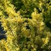 If Commun - Taxus Baccata Kupfergold -Promesse de fleurs Boutique Taxus baccata Kupfergold copyright 1002851 1