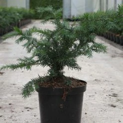 Taxus Baccata Repandens - If Commun