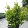 Taxus Baccata Semperaurea - If Commun Doré. -Promesse de fleurs Boutique Taxus baccata Semperaurea 84352 1