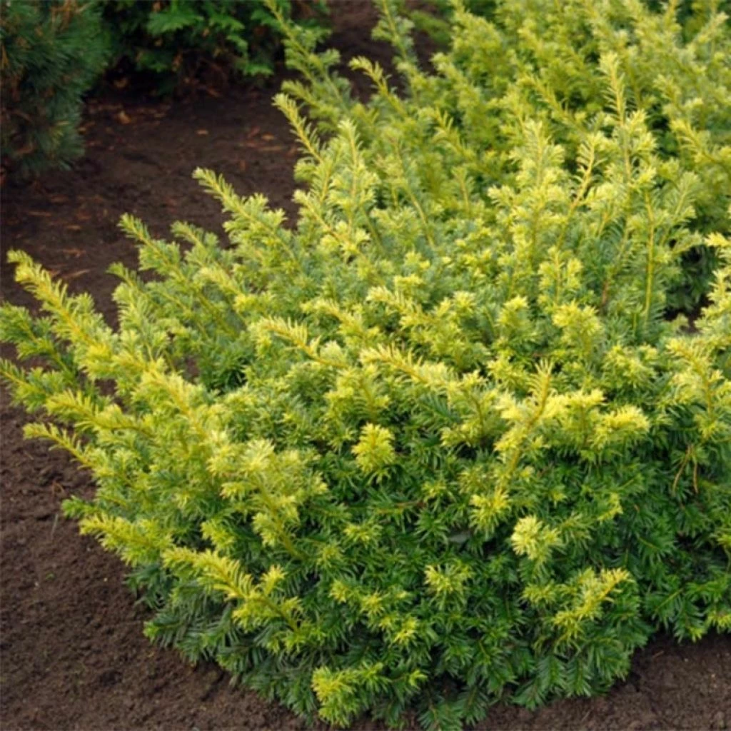 Taxus Baccata Summergold - If Commun Doré 3 Taxus Baccata Summergold - If Commun Doré