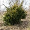 Taxus Media Densiformis - If Hybride -Promesse de fleurs Boutique Taxus media Densiformis 84353 1