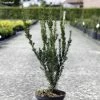 Taxus Media Hillii - If Hybride 1 Taxus Media Hillii - If Hybride -Promesse de fleurs Boutique Taxus media Hillii 87355 1