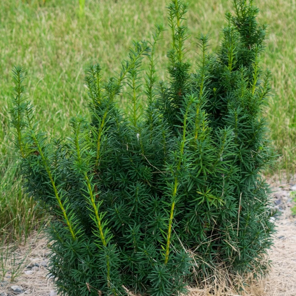 Taxus X Media Hicksii - If Hybride 3 Taxus X Media Hicksii - If Hybride