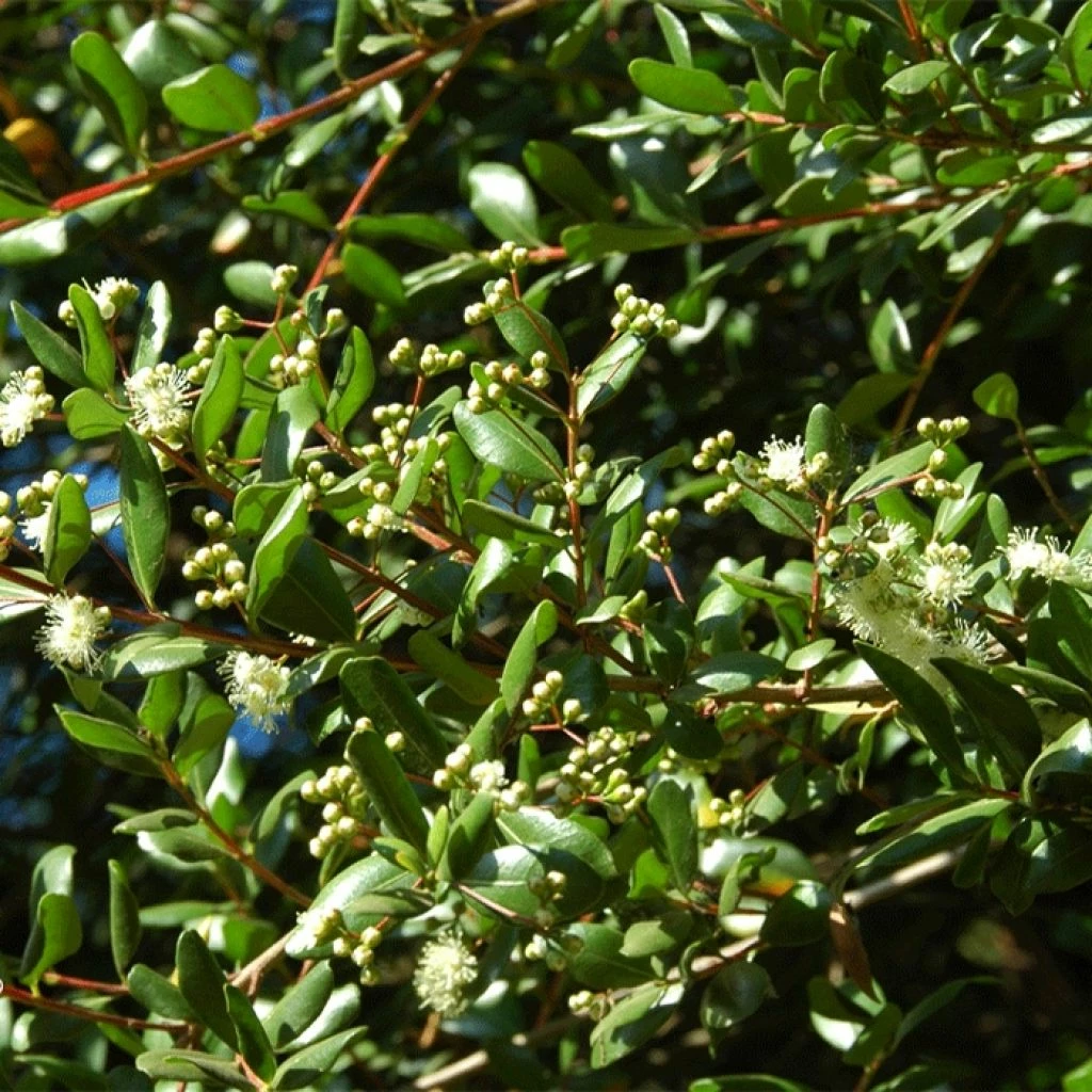 Temu Divaricatum Heaven Scent - Blepharrocalix Cruckshanksii 3 Temu Divaricatum Heaven Scent - Blepharrocalix Cruckshanksii