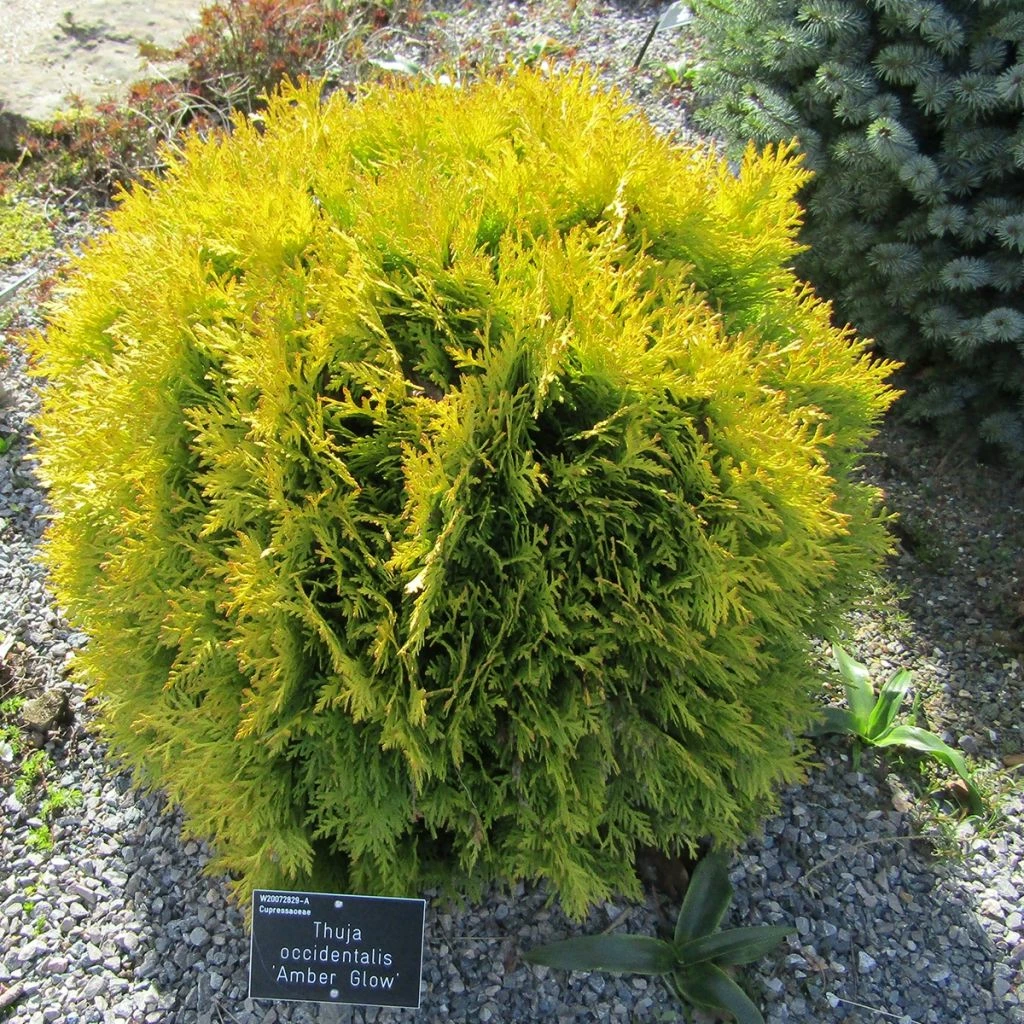 Thuya Du Canada - Thuja Occidentalis Amber Glow 3 Thuya Du Canada - Thuja Occidentalis Amber Glow