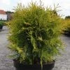 Thuya Du Canada - Thuja Occidentalis Golden Globe -Promesse de fleurs Boutique Thuja occidentalis Golden Globe 84358 1