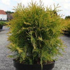 Thuya Du Canada - Thuja Occidentalis Golden Globe