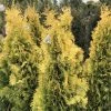 Thuya Du Canada - Thuja Occidentalis Jantar -Promesse de fleurs Boutique Thuja occidentalis Jantar V 1008811 1