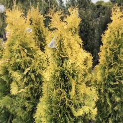 Thuya Du Canada - Thuja Occidentalis Jantar