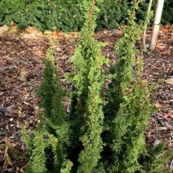 Thuya Du Canada - Thuja Occidentalis Malonyana Holub