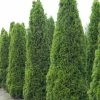 Thuja Occidentalis Totem Smaragd - Thuya Du Canada -Promesse de fleurs Boutique Thuja occidentalis Totem Smaragd 15214 1