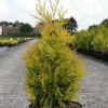 Thuya Du Canada - Thuja Occidentalis Yellow Ribbon. -Promesse de fleurs Boutique Thuja occidentalis Yellow Ribbon 84360 1