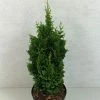 Thuya Du Canada - Thuja Occidentalis Zmatlik -Promesse de fleurs Boutique Thuja occidentalis Zmatlik 771002 1