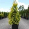 Thuya Géant - Thuja Plicata 4 Ever Goldy -Promesse de fleurs Boutique Thuja plicata 4 EVER GOLDY 84363 1
