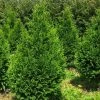 Thuja Plicata Can-Can - Thuya Compact -Promesse de fleurs Boutique Thuja plicata Can Can V 1002292 1