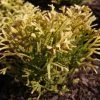 Thuya Du Japon - Thujopsis Dolobrata Solar Flare -Promesse de fleurs Boutique Thujopsis dolobrata SOLAR FLARE 84364 1
