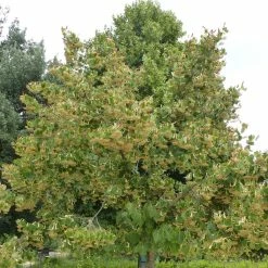 Tilleul De Henry - Tilia Henryana