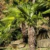 Palmier De Chine - Trachycarpus Fortunei -Promesse de fleurs Boutique Trachycarpus fortunei copyright 95262 1