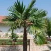 Trachycarpus Latisectus - Palmier Windamere -Promesse de fleurs Boutique Trachycarpus latisectus 89964 1