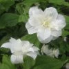 Trillium Grandiflorum Flore Pleno - Trille Blanc à Fleurs Doubles 1 Trillium Grandiflorum Flore Pleno - Trille Blanc à Fleurs Doubles -Promesse de fleurs Boutique Trillium grandiflorum Flore Pleno ld 5017 2